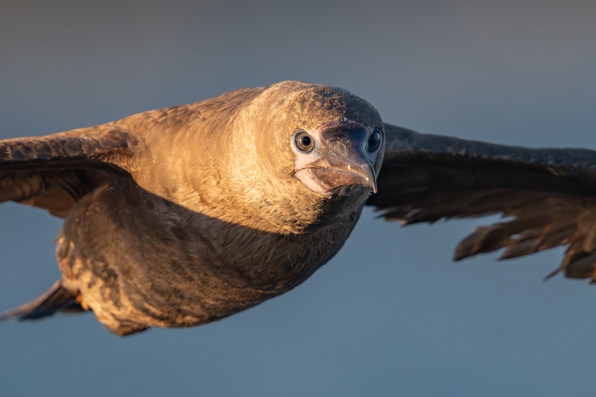 Red-footed Booby - ML643038991