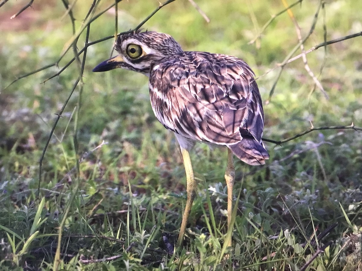 Indian Thick-knee - ML643039014