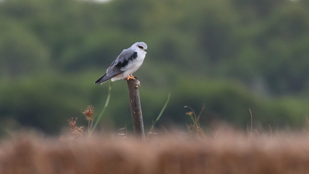 Black-winged Kite - ML643039019