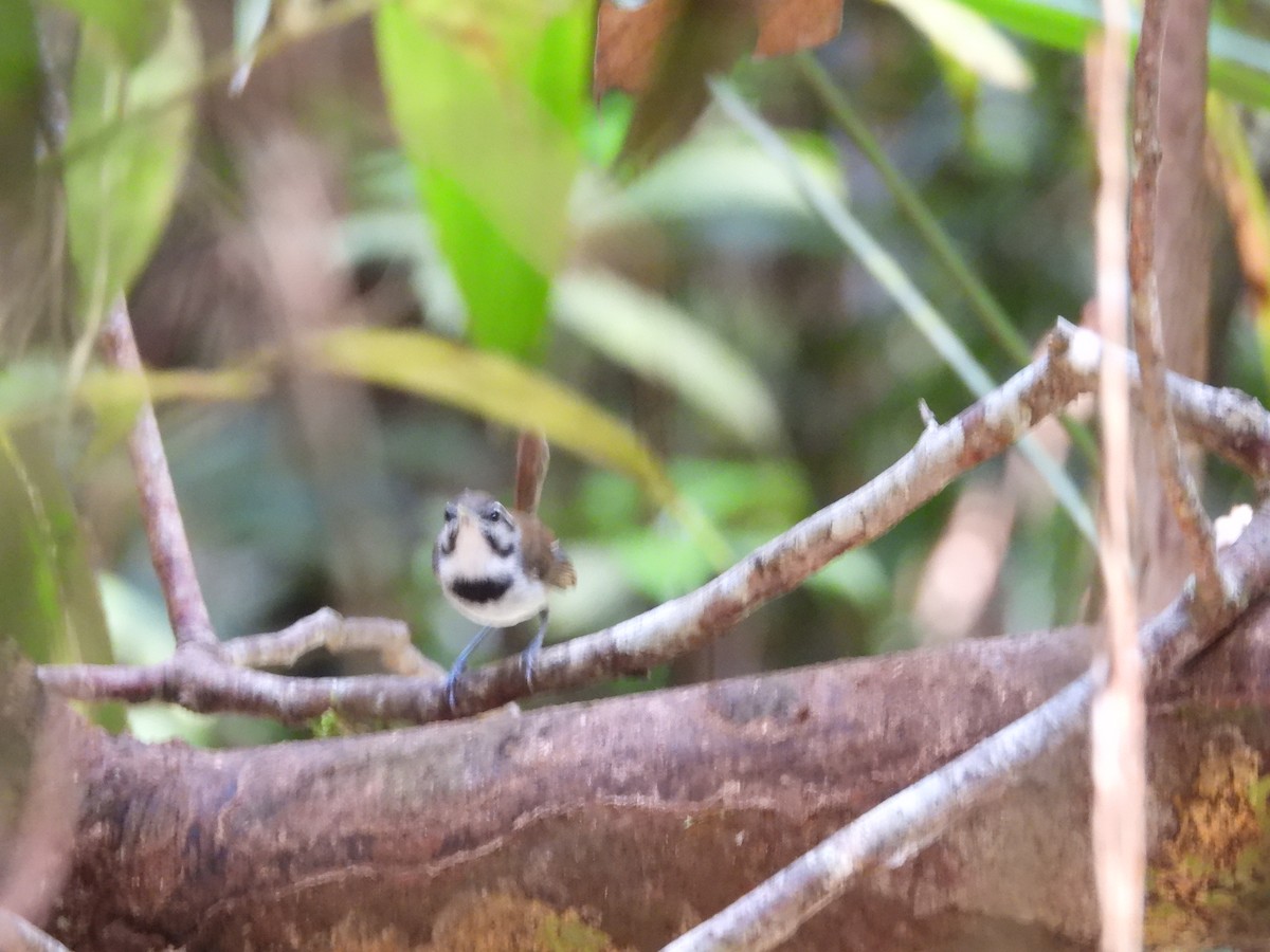Collared Gnatwren - ML643039023