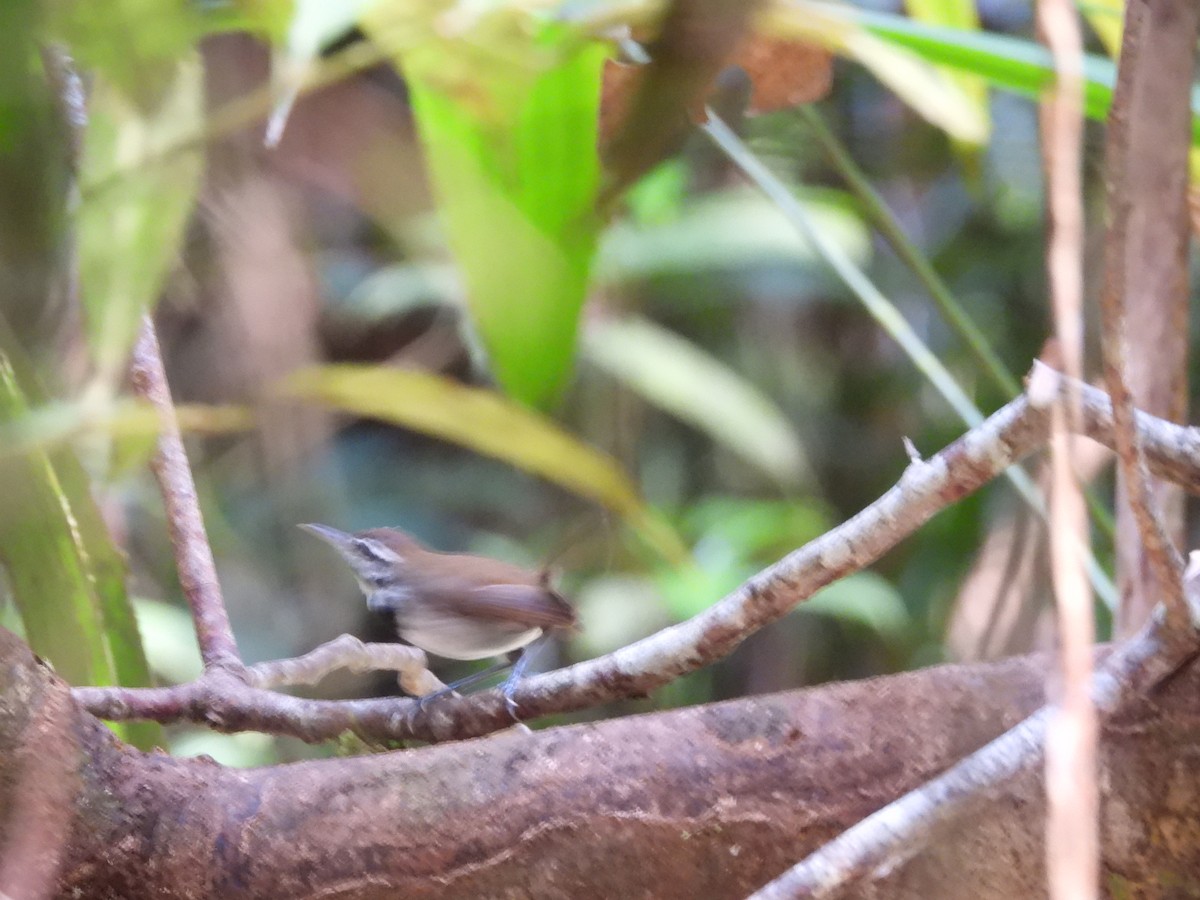 Collared Gnatwren - ML643039024