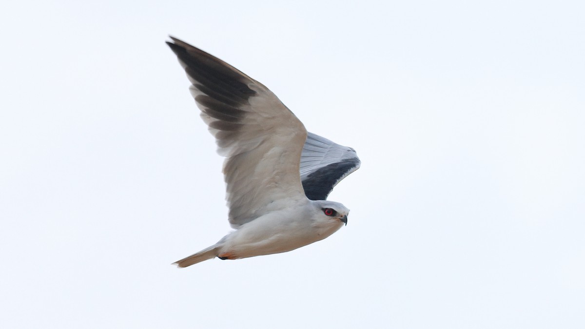 Black-winged Kite - ML643039026