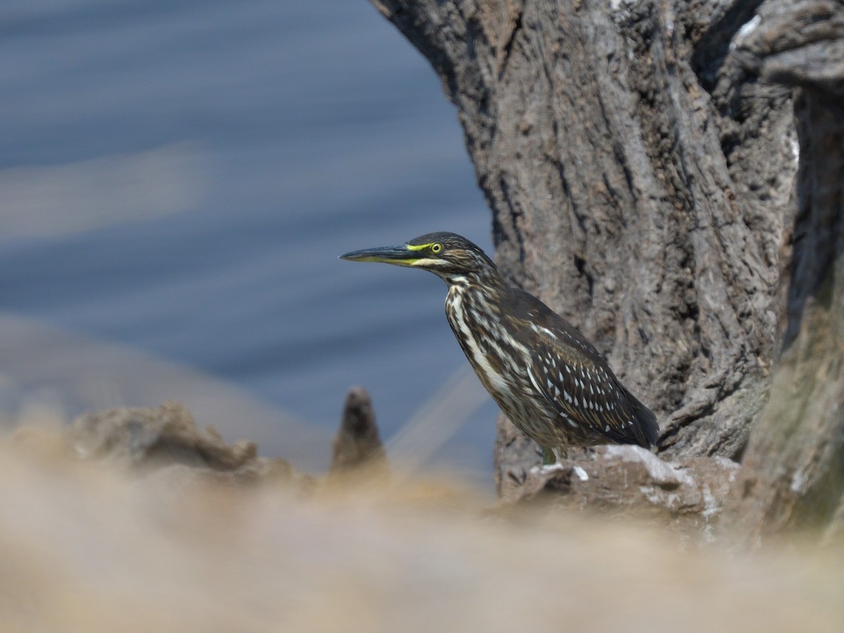 volavka malá - ML643039049