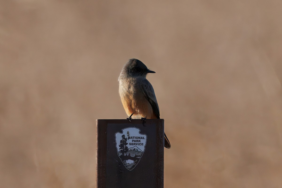 Say's Phoebe - ML643039053