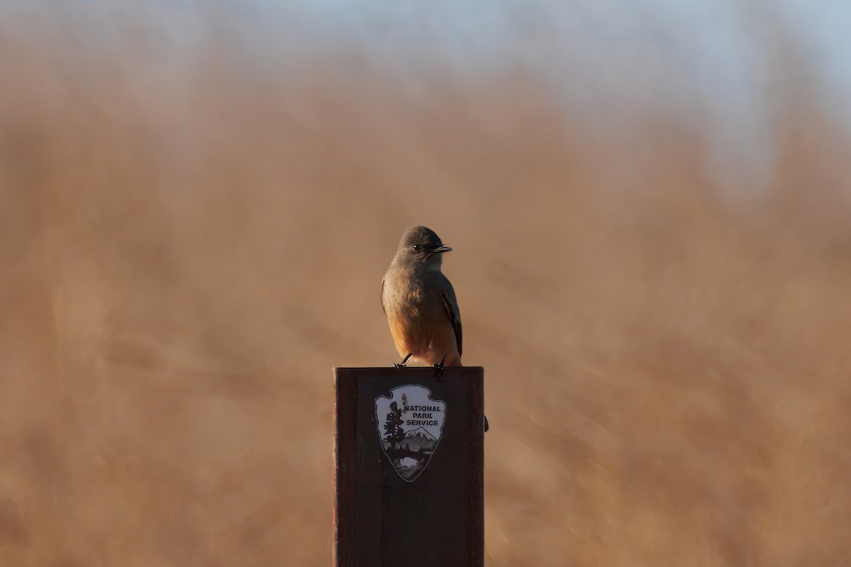 Say's Phoebe - ML643039054