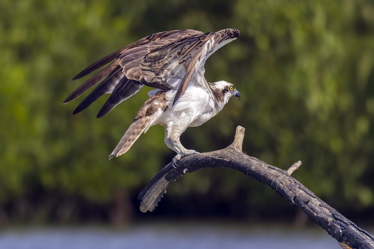 Osprey - ML643039055