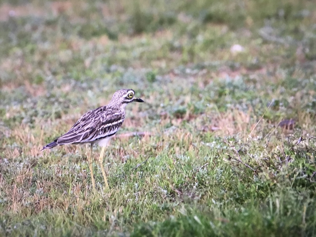 Indian Thick-knee - ML643039060
