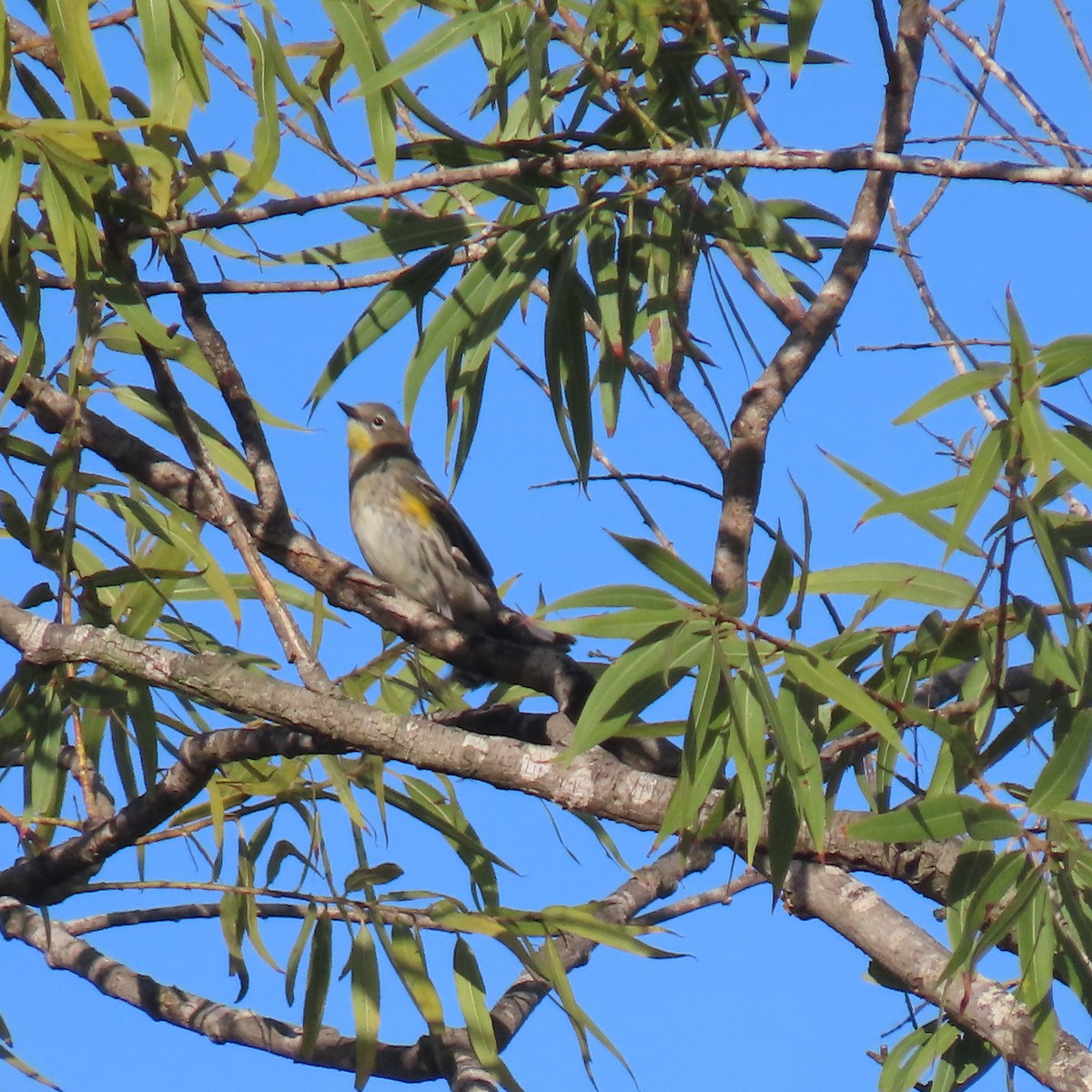 Yellow-rumped Warbler - Brian Nothhelfer