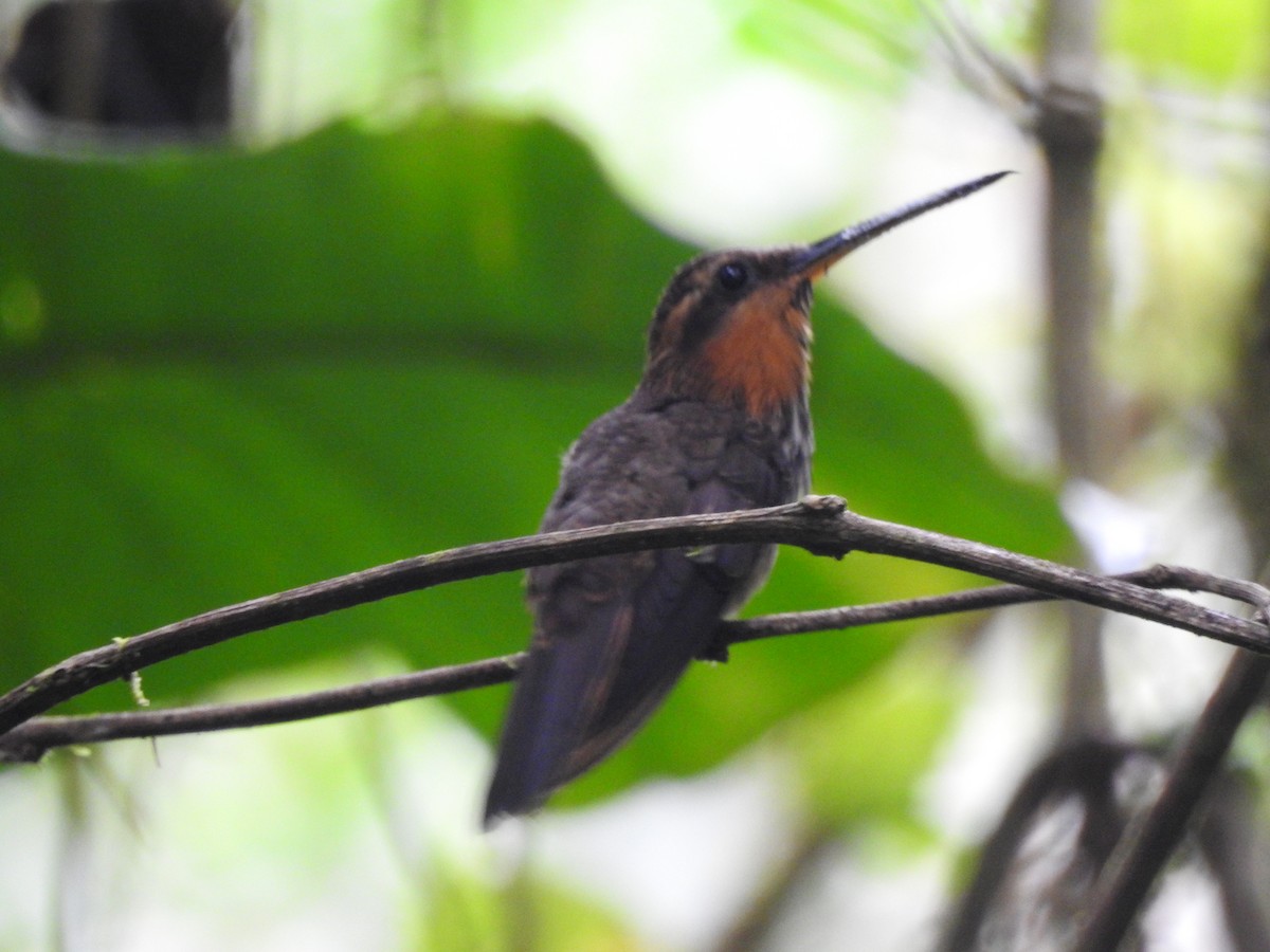 Saw-billed Hermit - ML643039081