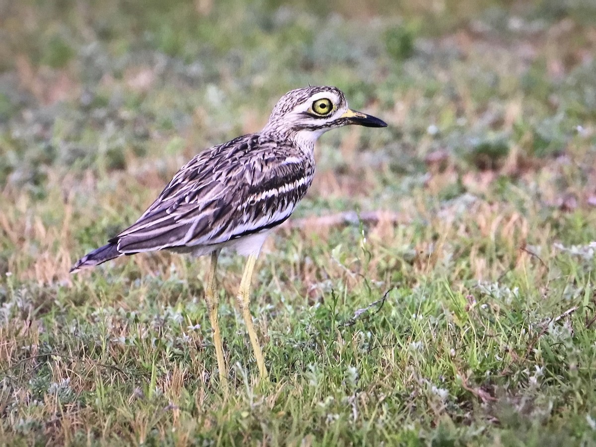 Indian Thick-knee - ML643039102