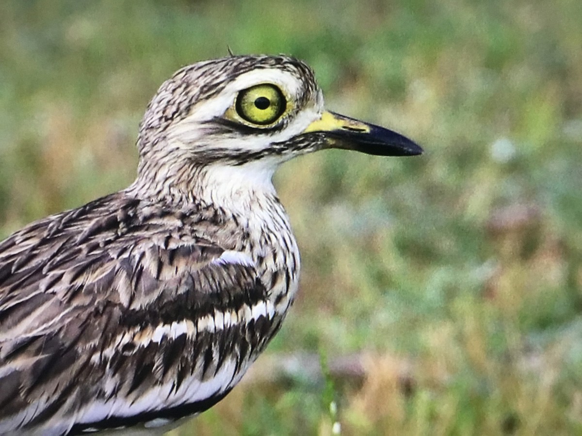 Indian Thick-knee - ML643039126