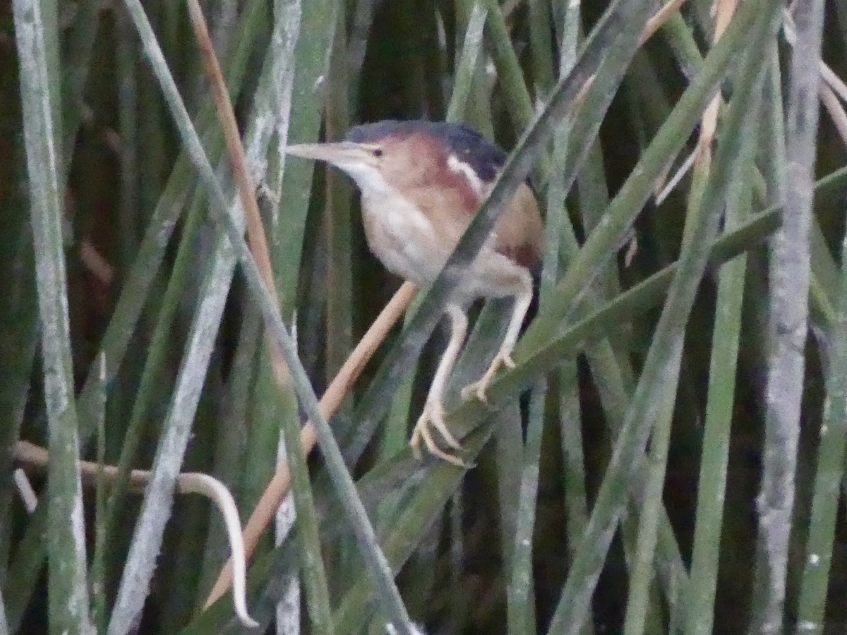 Least Bittern - ML643039185