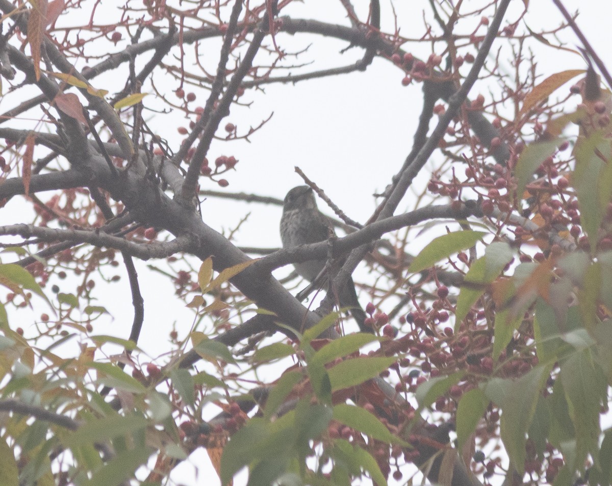 Dark-sided Flycatcher (Siberian) - ML643039199