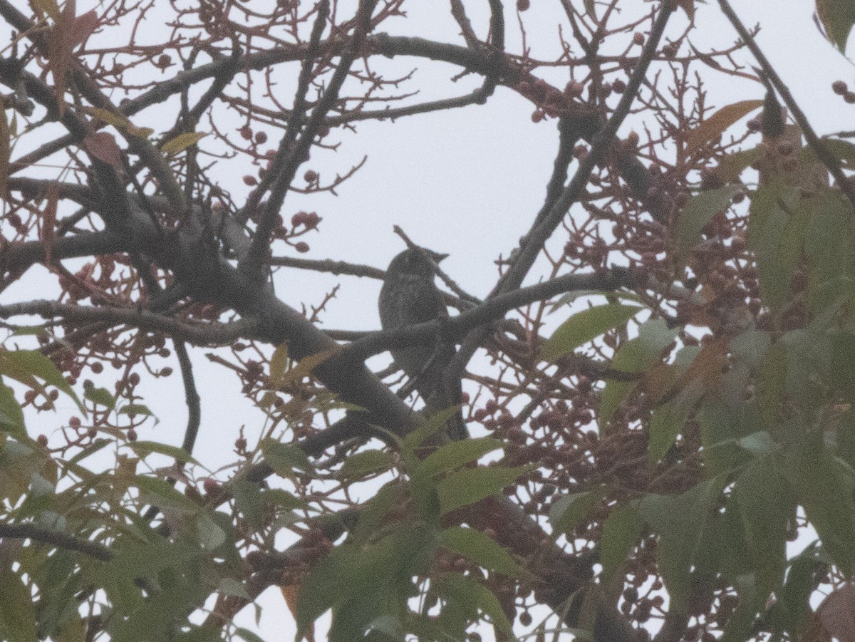 Dark-sided Flycatcher (Siberian) - ML643039200