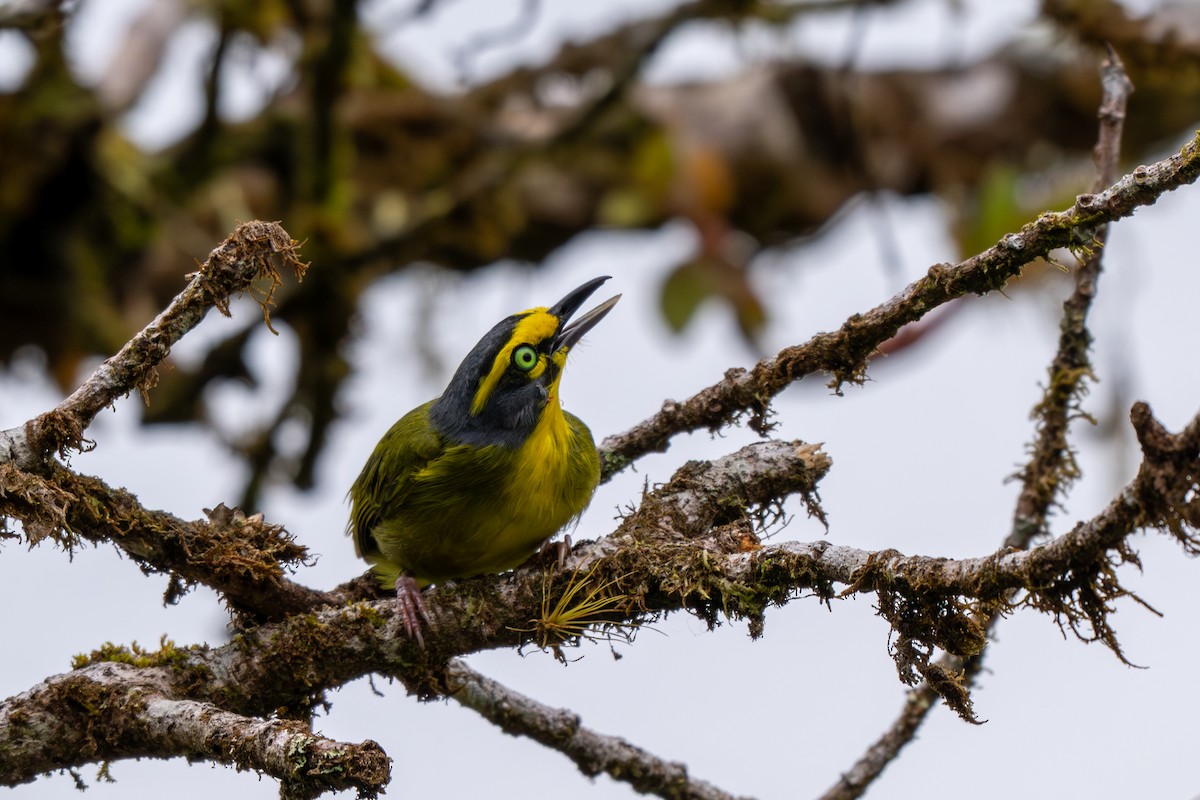 Slaty-capped Shrike-Vireo - ML643039214