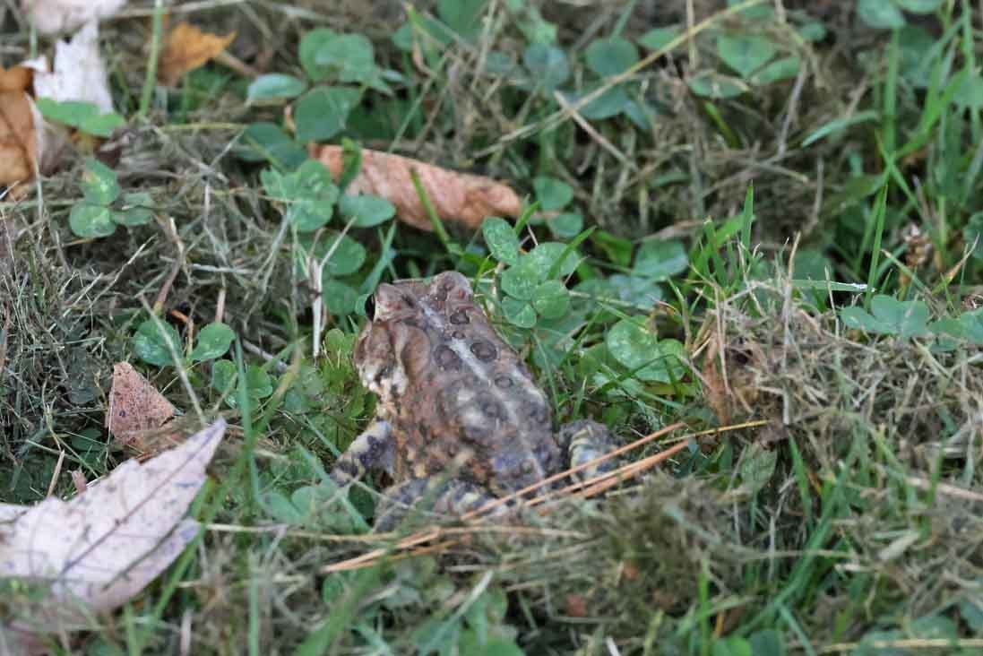 North American Toads - ML643039250