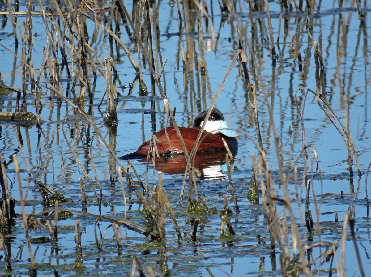 Érismature rousse - ML643039253