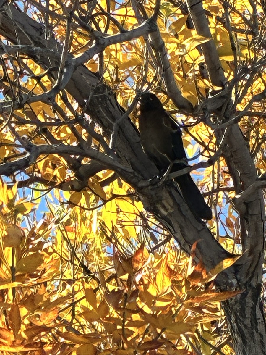 Great-tailed Grackle - ML643039272