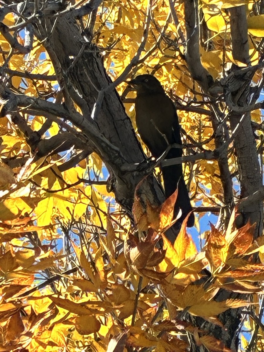 Great-tailed Grackle - ML643039273