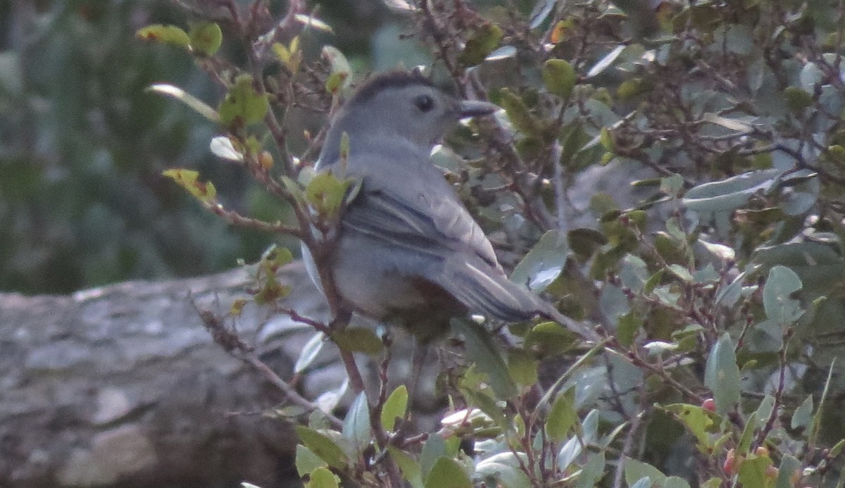 Gray Catbird - ML643039279