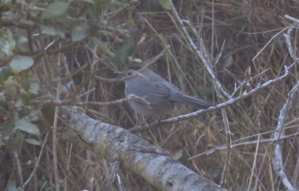 Gray Catbird - ML643039280