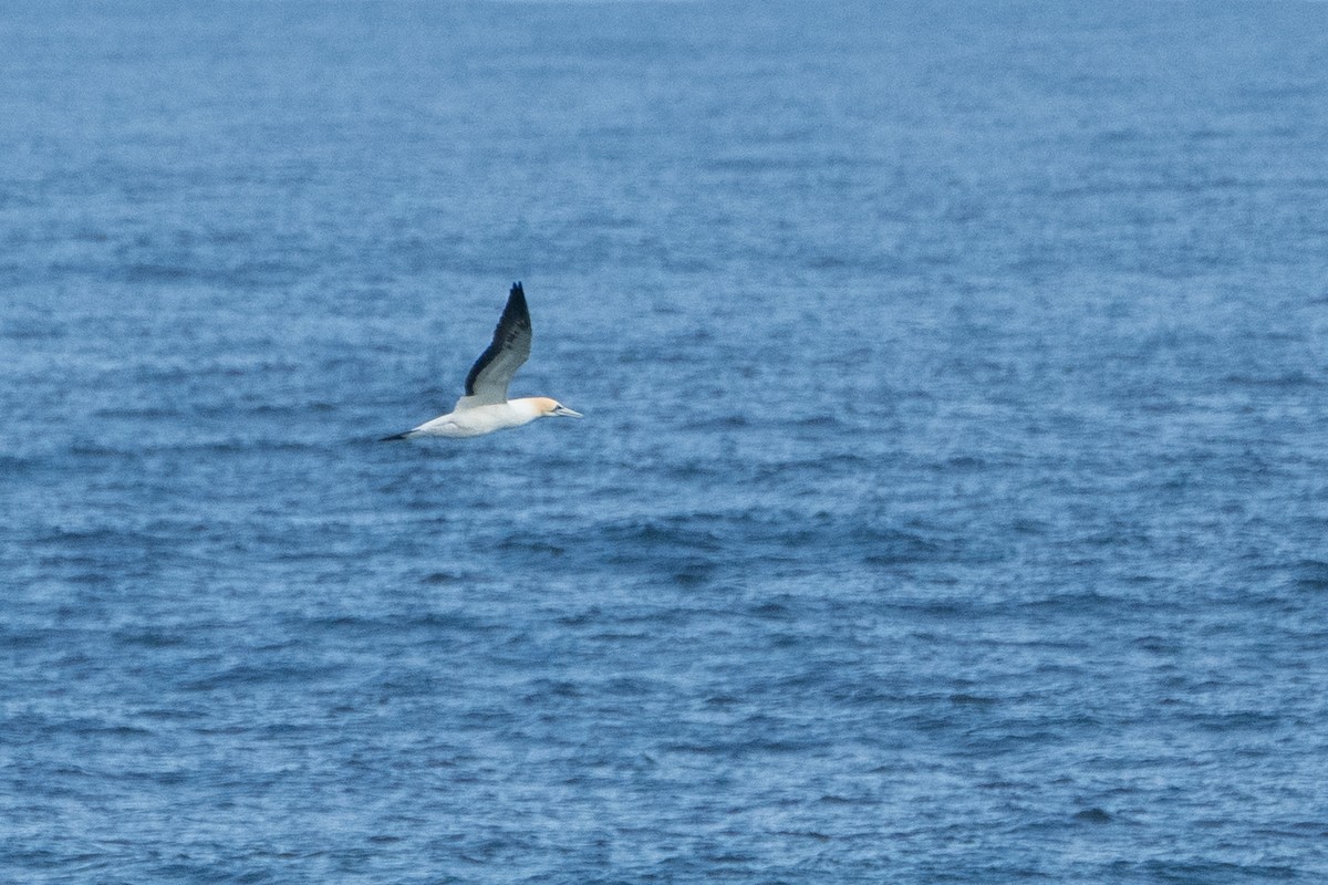 Cape Gannet - ML643039296