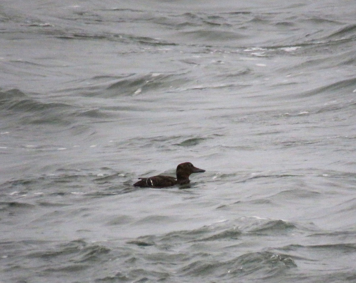 Steller's Eider - ML643039299