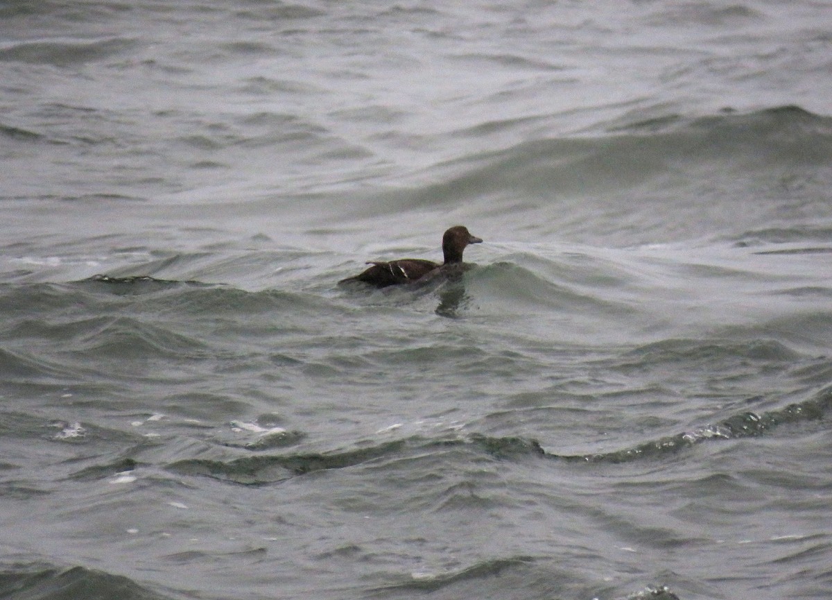 Steller's Eider - ML643039300