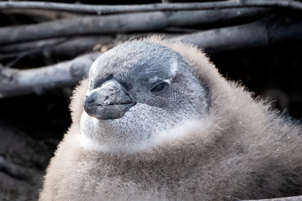 African Penguin - ML643039304