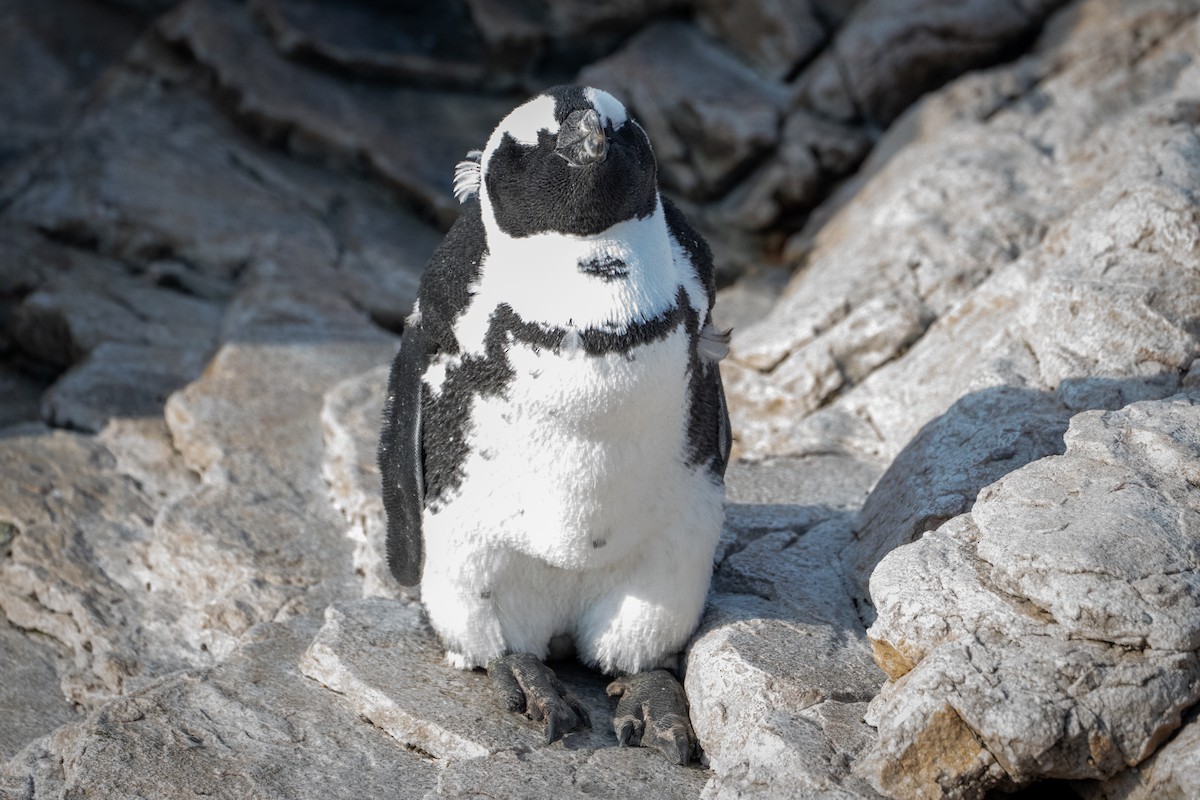 African Penguin - ML643039309