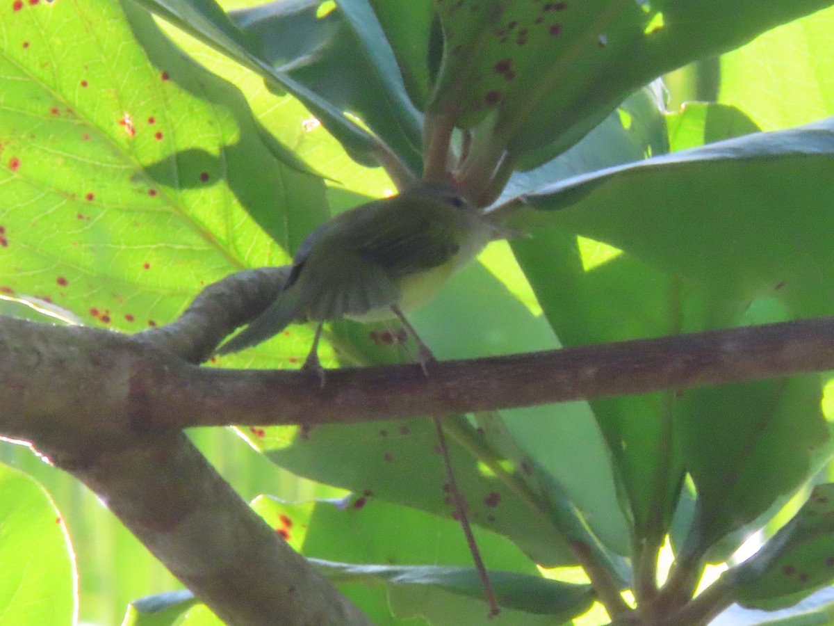 Yellow-green Vireo - ML643039330