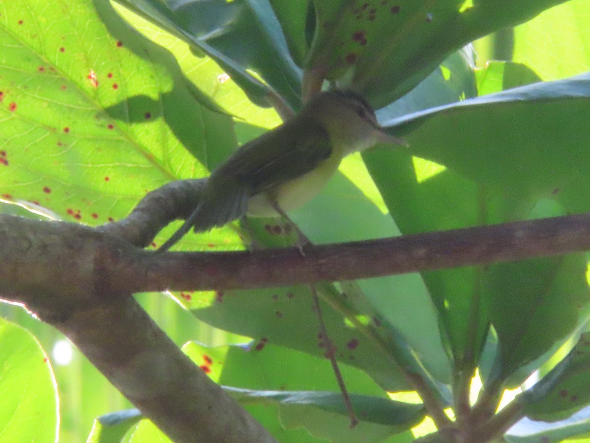 Yellow-green Vireo - ML643039332