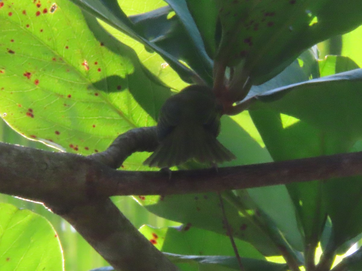 Yellow-green Vireo - ML643039333