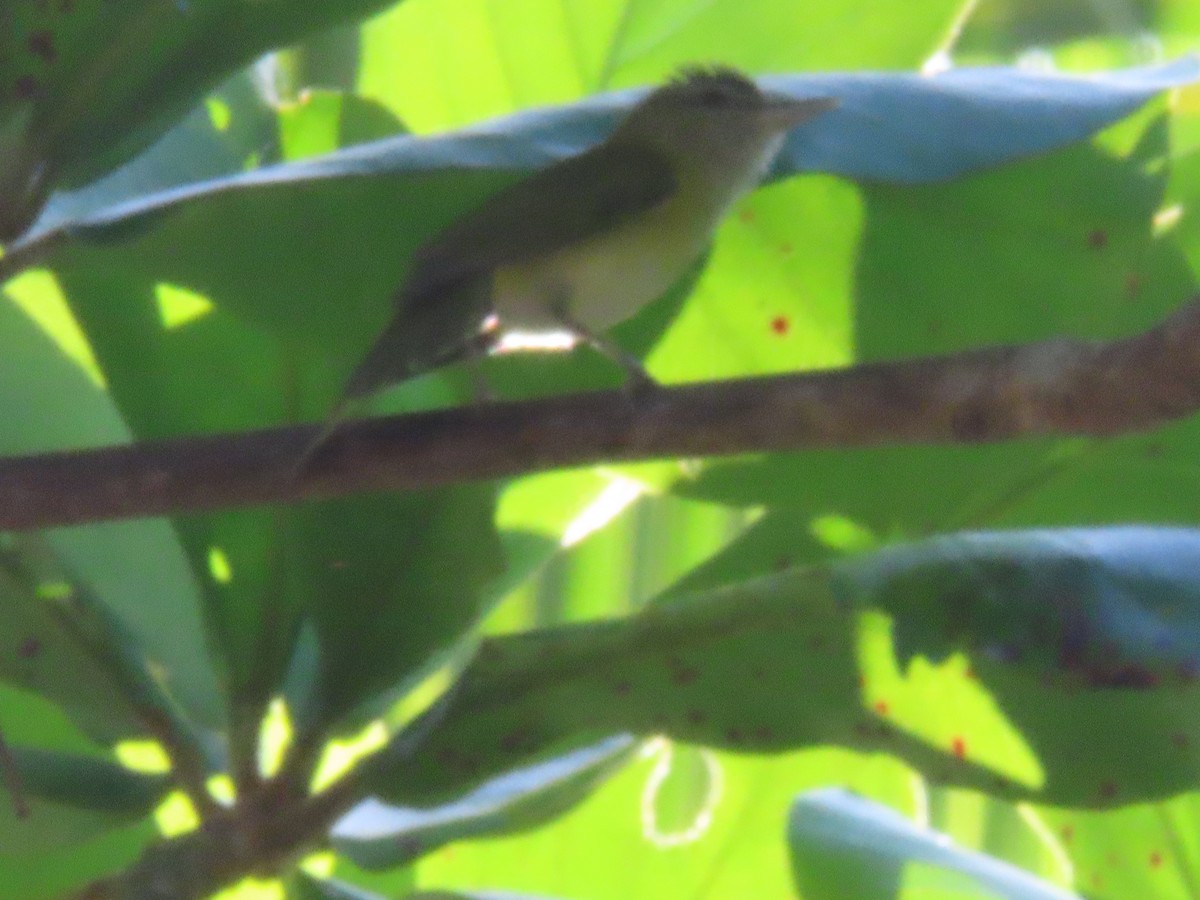 Yellow-green Vireo - ML643039334