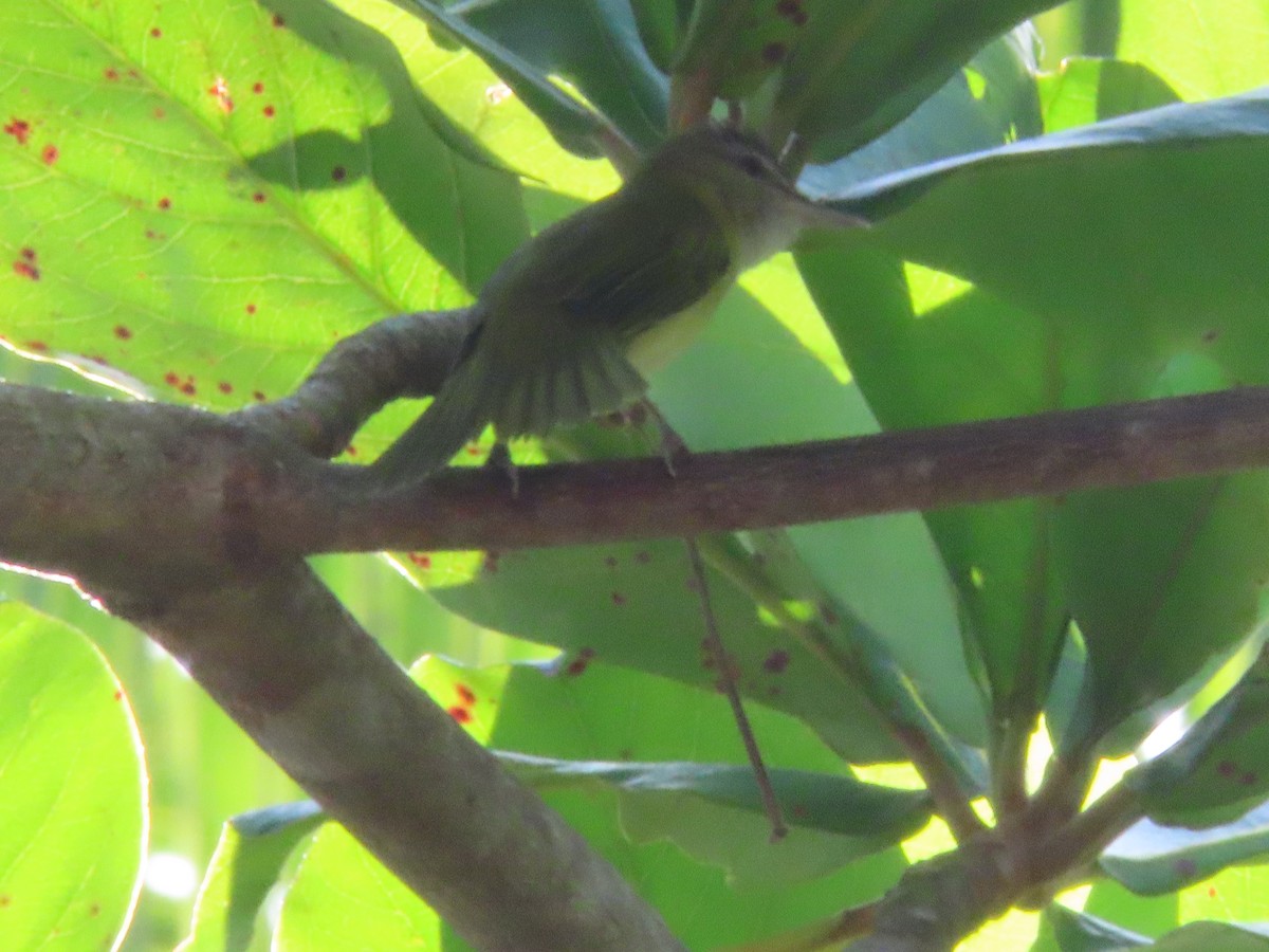 Yellow-green Vireo - ML643039335