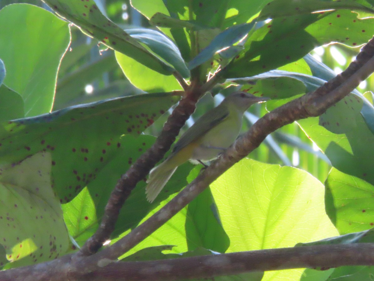 Yellow-green Vireo - ML643039336