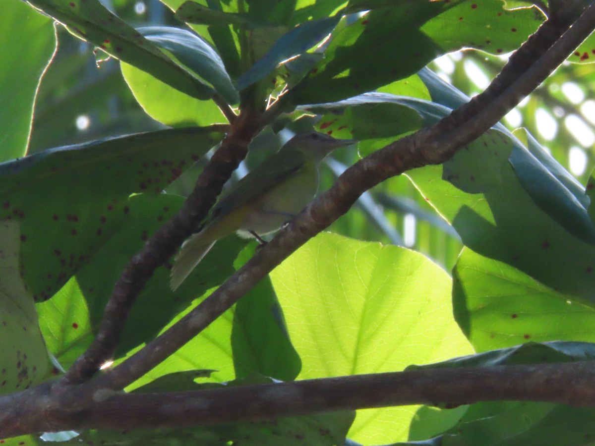 Yellow-green Vireo - ML643039337