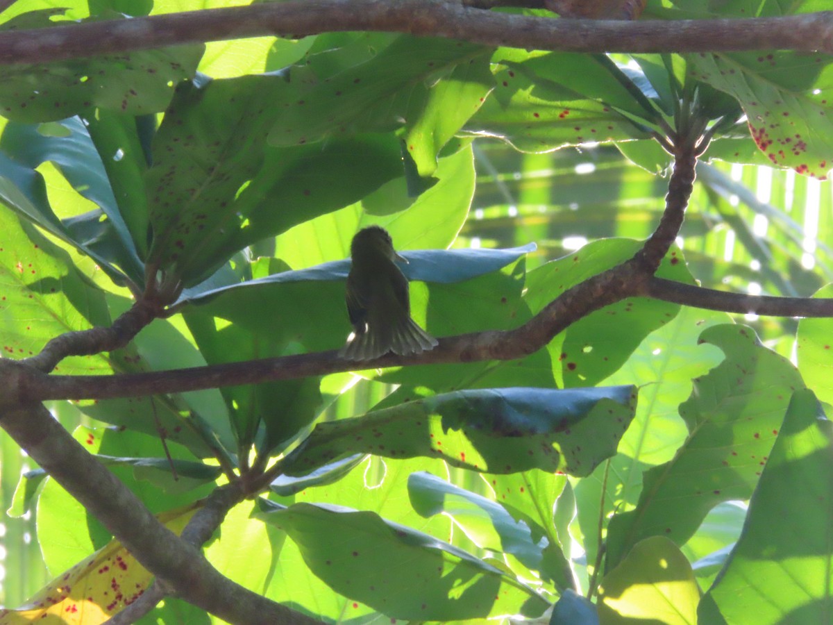 Yellow-green Vireo - ML643039338