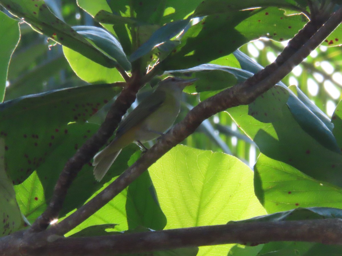 Yellow-green Vireo - ML643039339