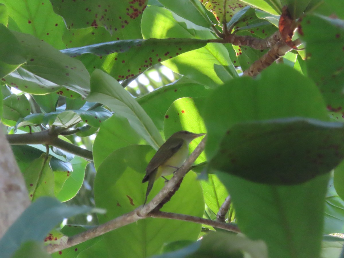Yellow-green Vireo - ML643039340