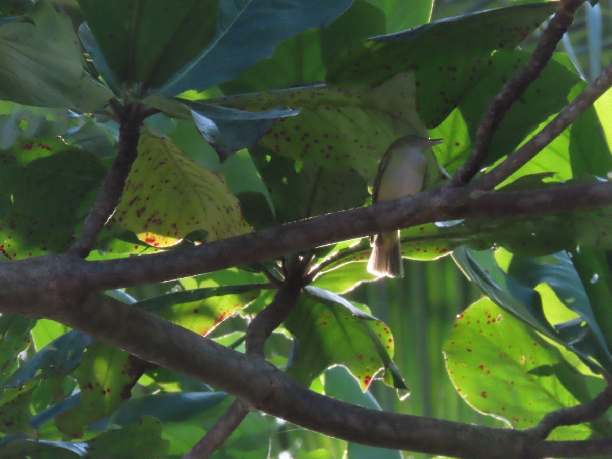 Yellow-green Vireo - ML643039341