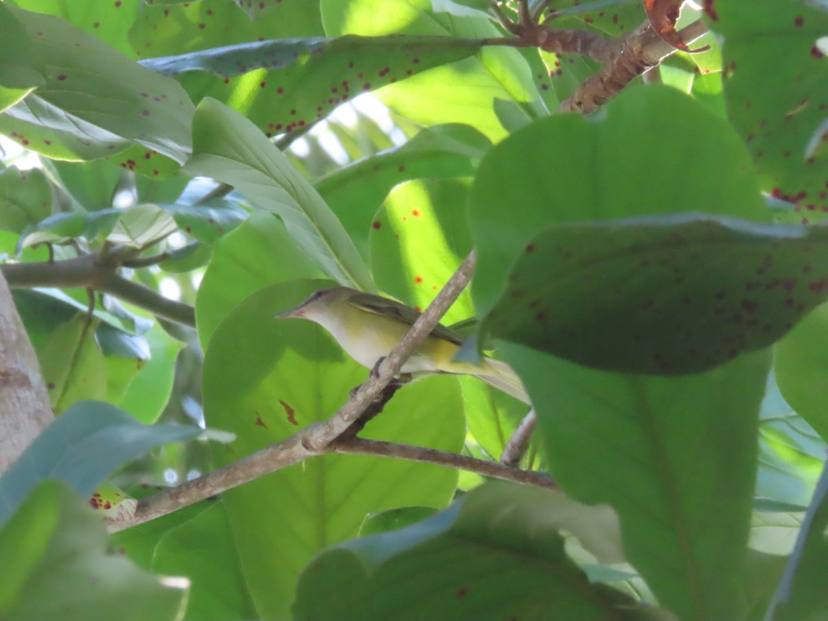 Yellow-green Vireo - ML643039342