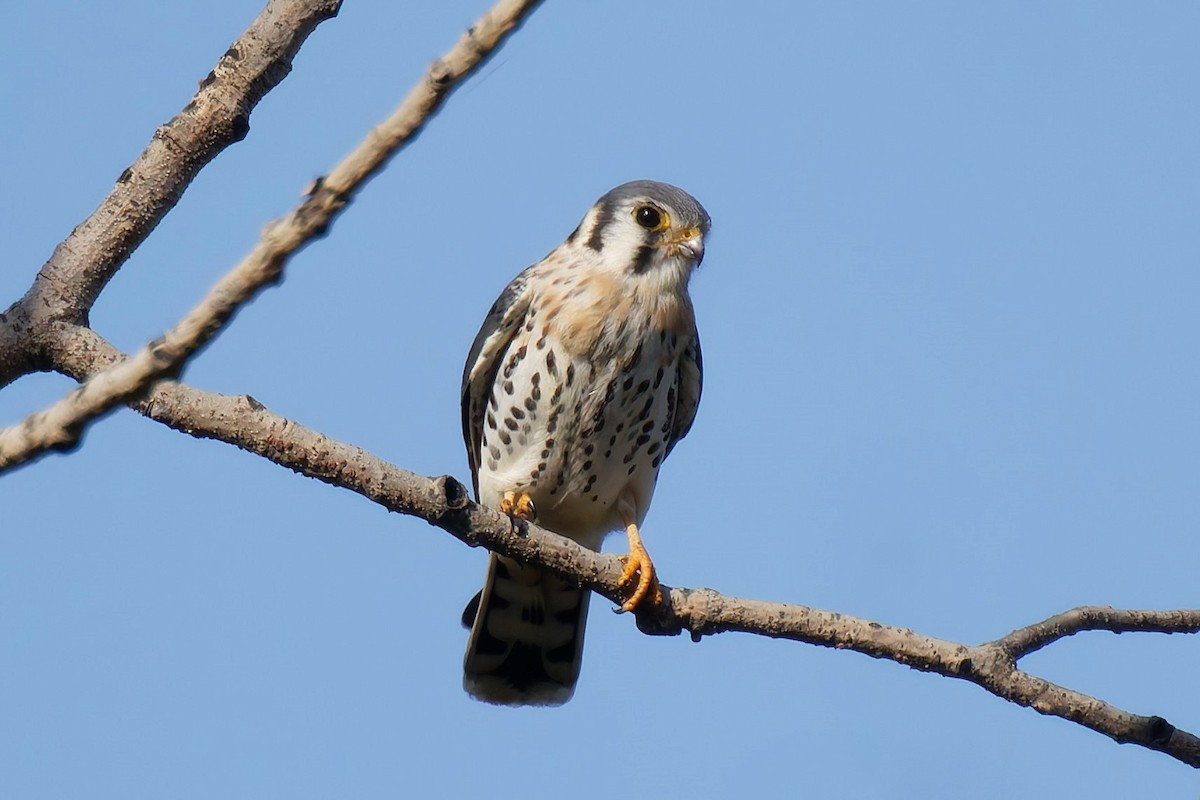 American Kestrel - ML643039343