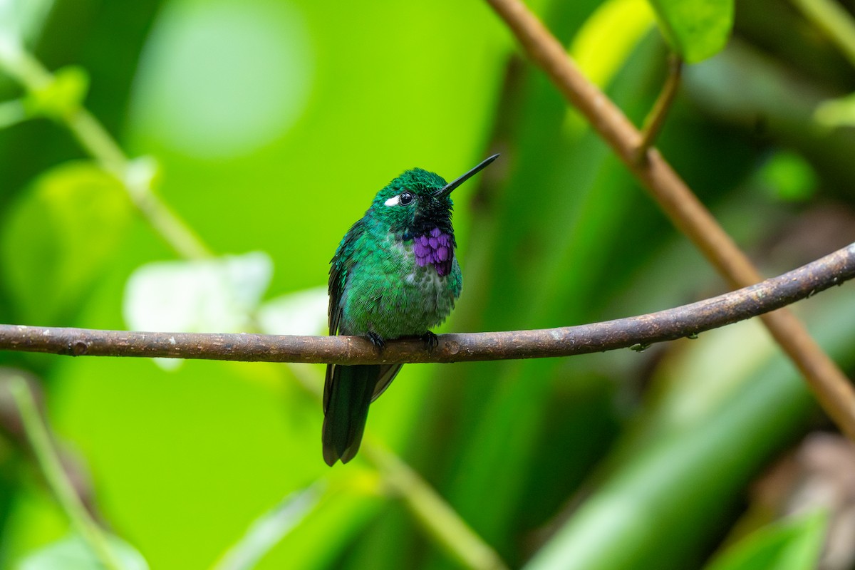 Purple-bibbed Whitetip - ML643039346