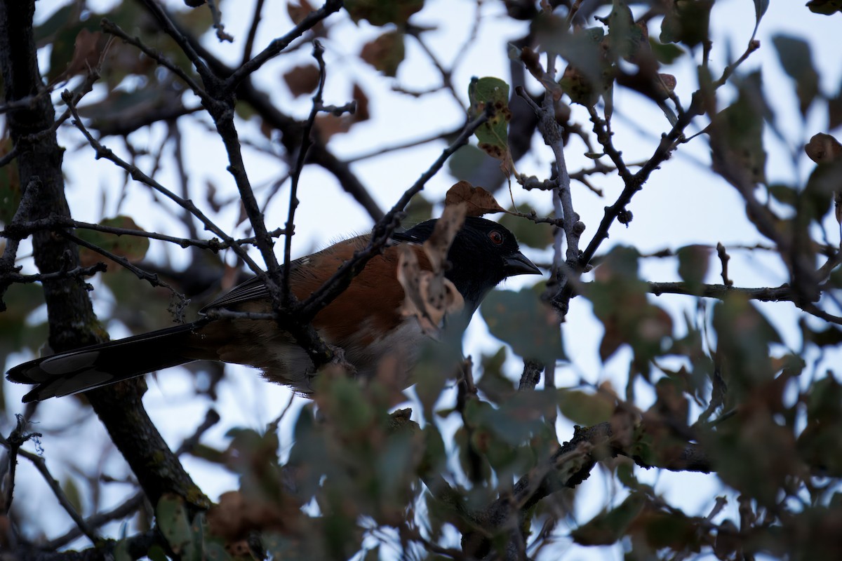 Spotted Towhee - ML643039353