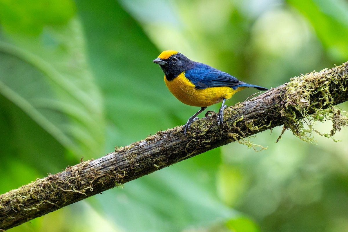 Orange-bellied Euphonia - ML643039359