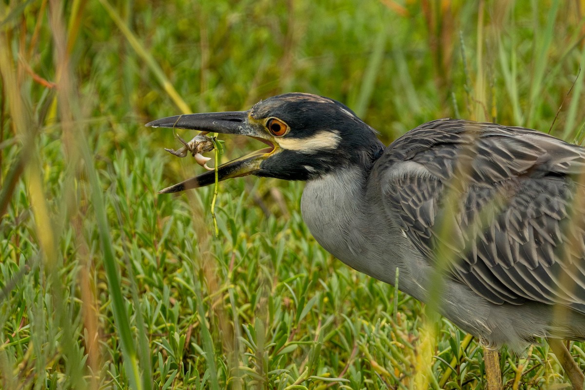 Yellow-crowned Night Heron - ML643039364