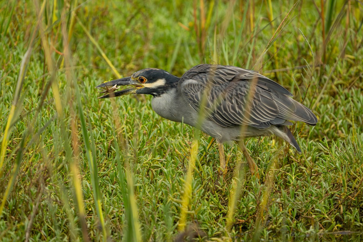 Yellow-crowned Night Heron - ML643039365