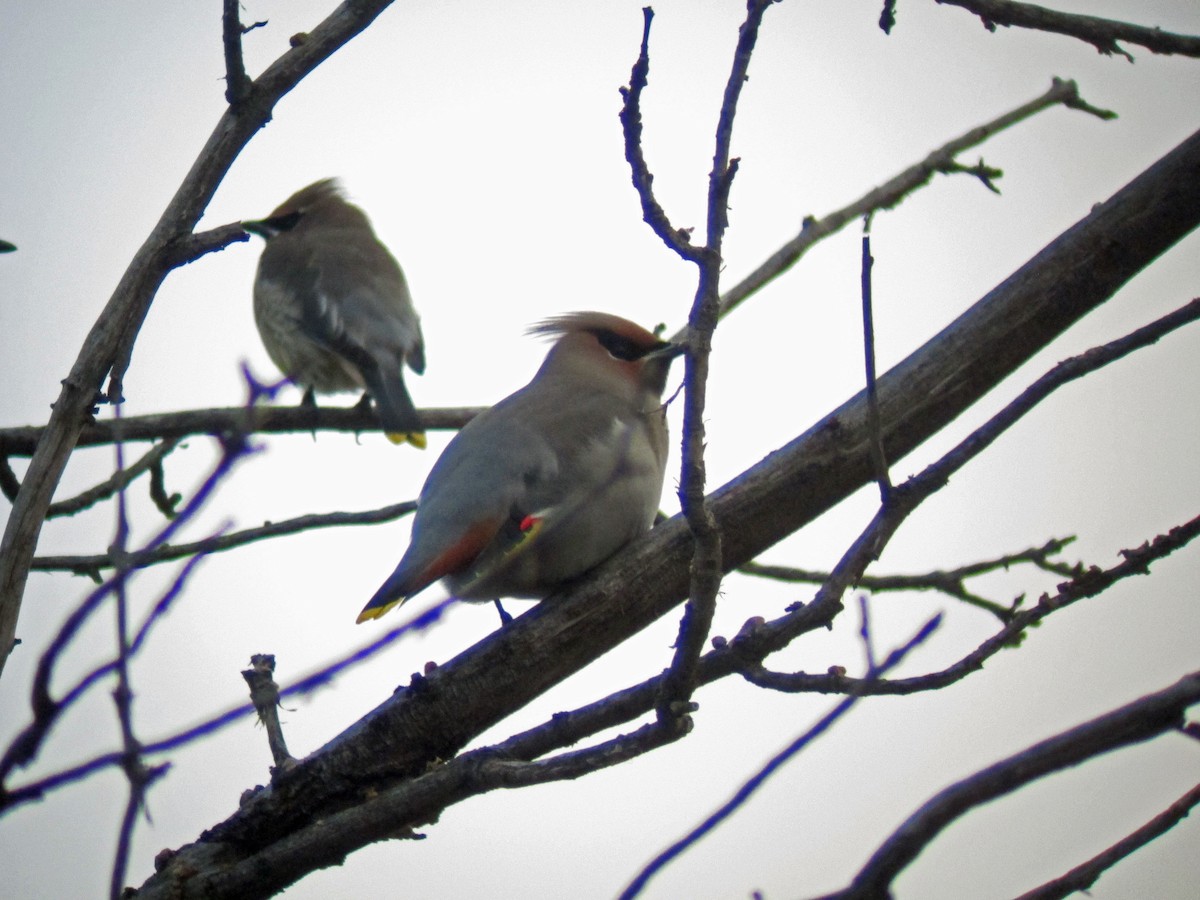 Bohemian Waxwing - ML643039393