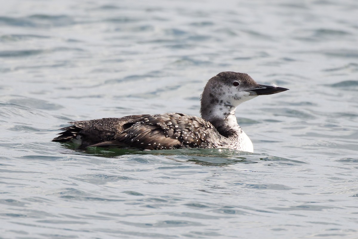 Common Loon - ML643039416